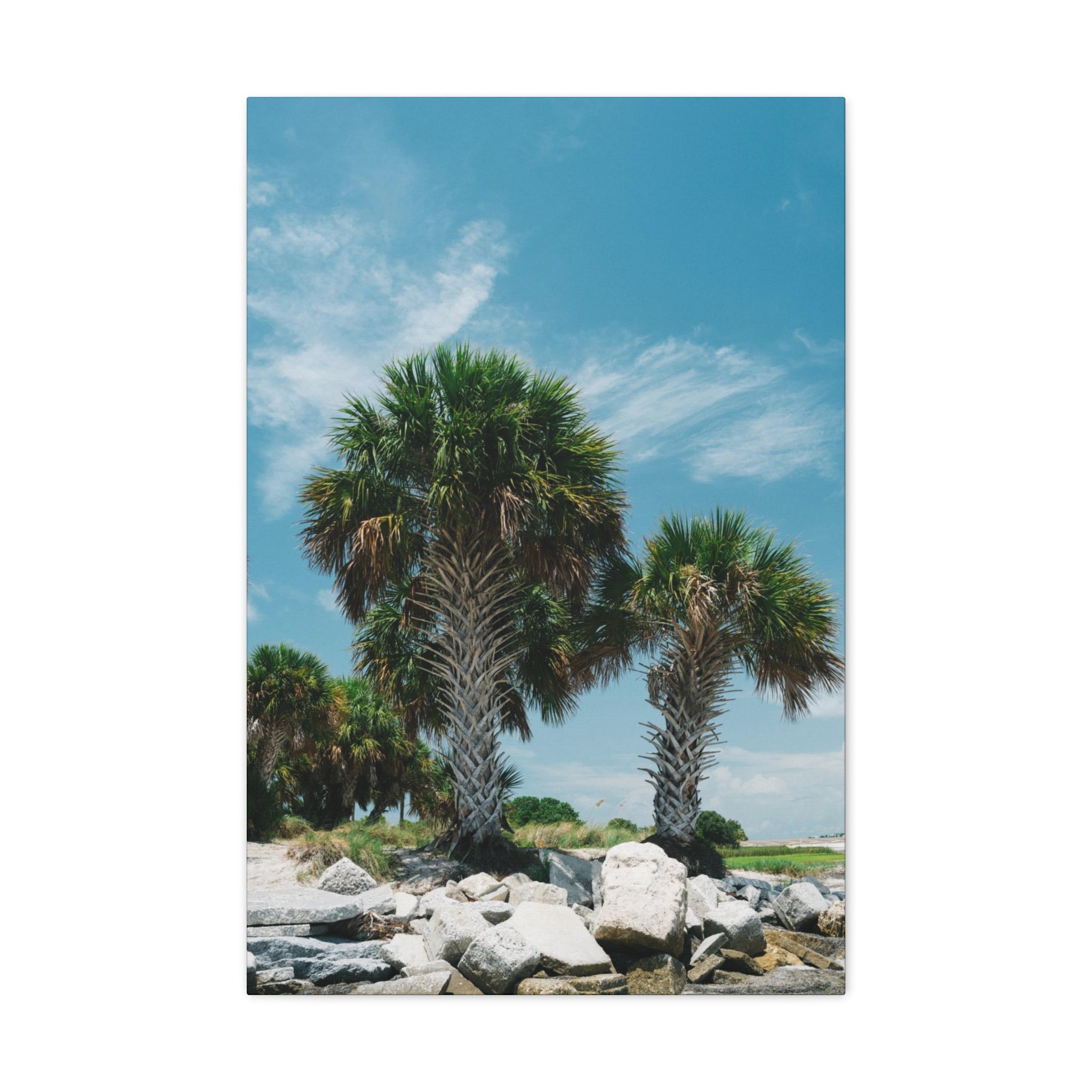 Tampa Palm Trees Canvas