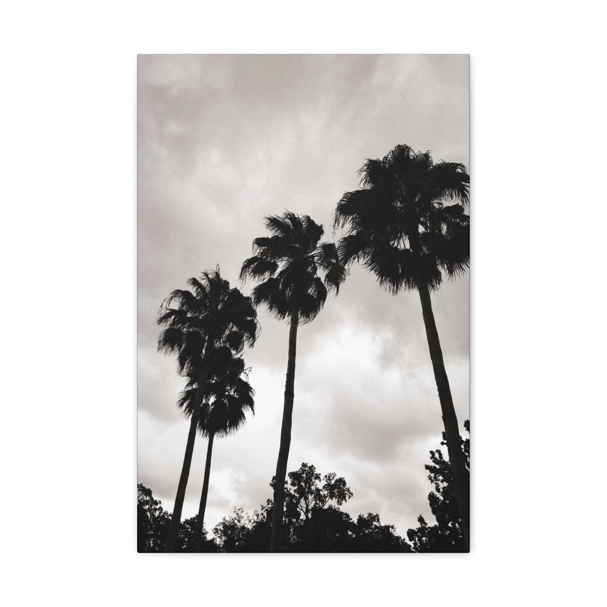 Tampa Palm Trees Canvas