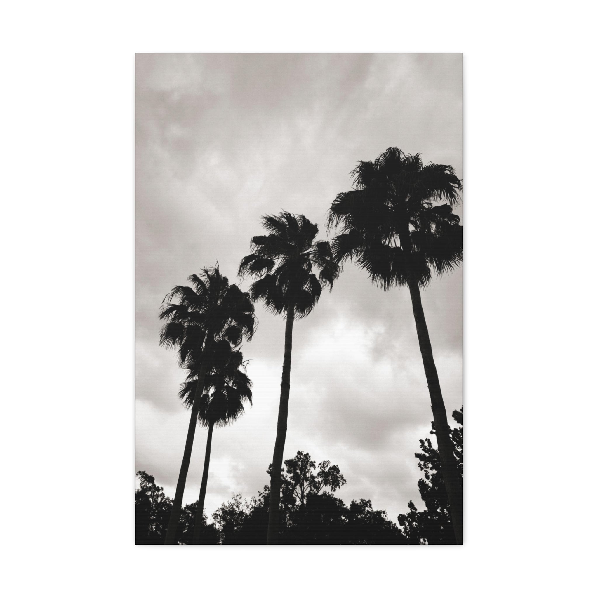 Tampa Palm Trees Canvas