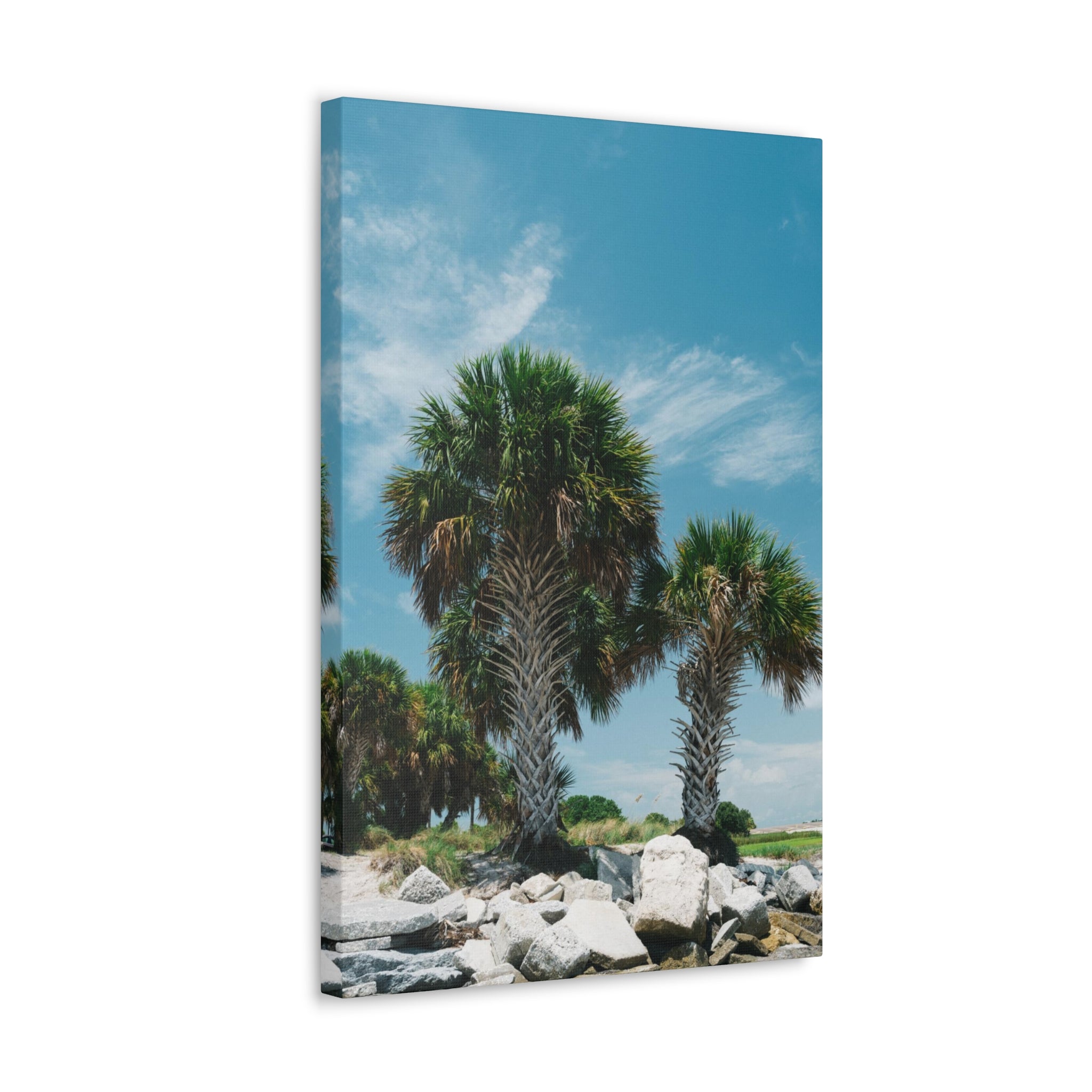 Tampa Palm Trees Canvas