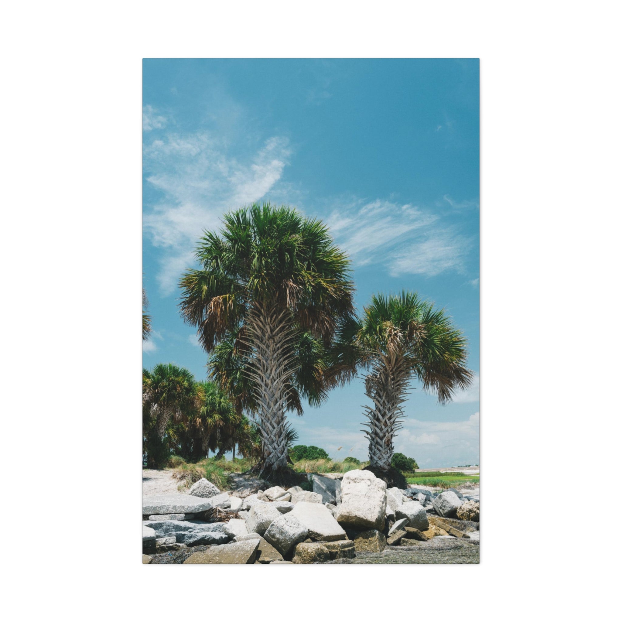 Tampa Palm Trees Canvas