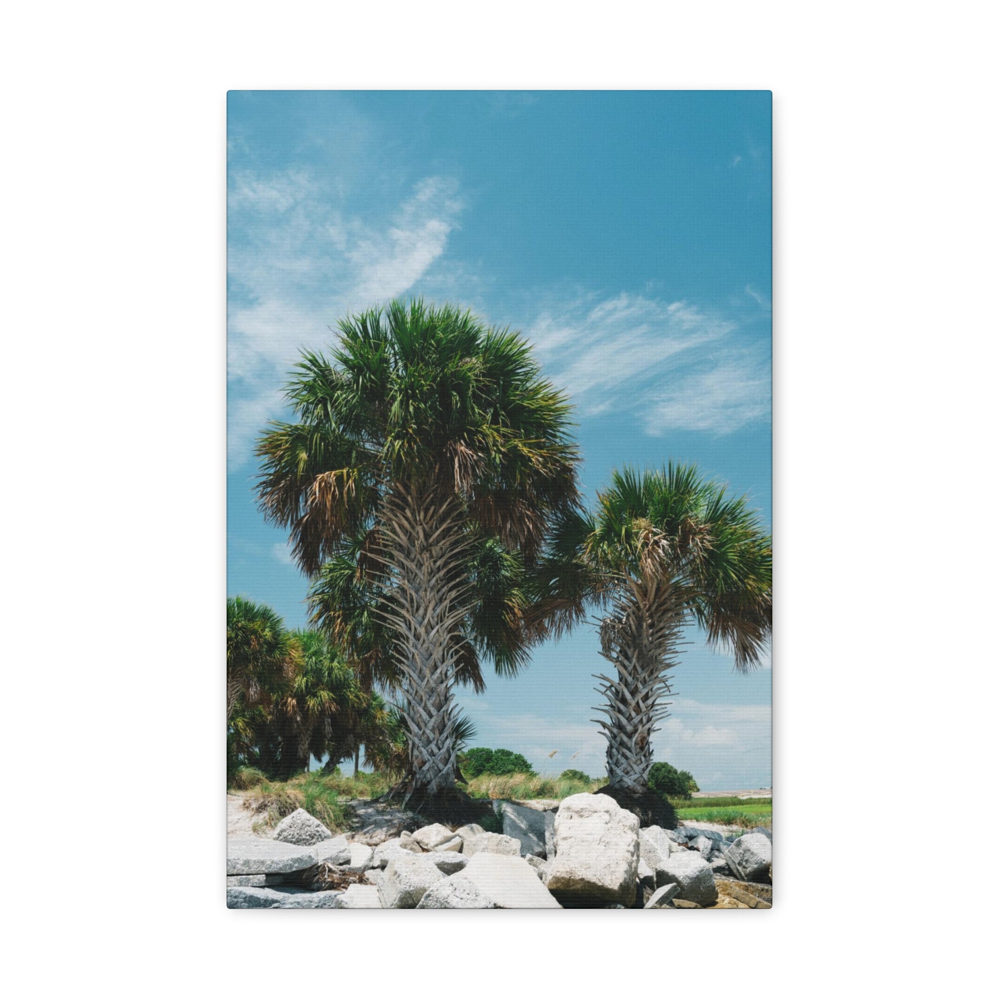 Tampa Palm Trees Canvas