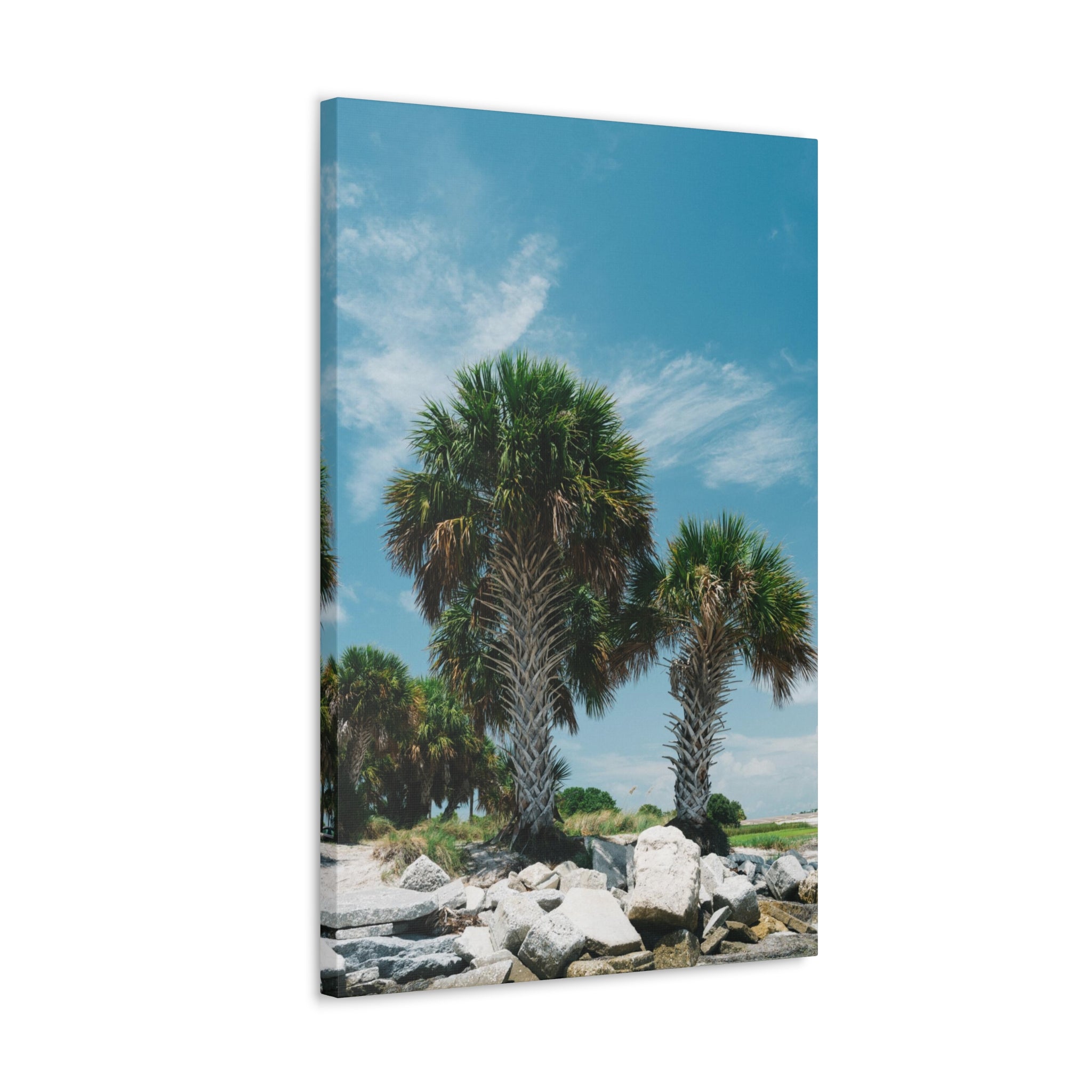 Tampa Palm Trees Canvas