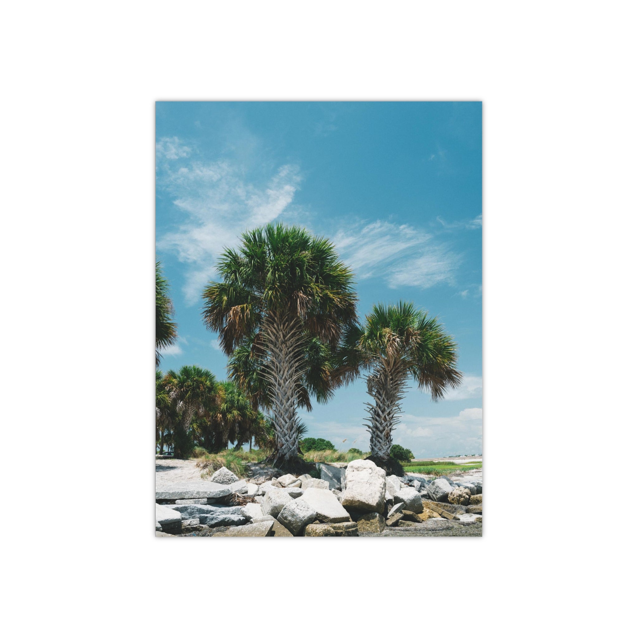 Tampa Palm Trees