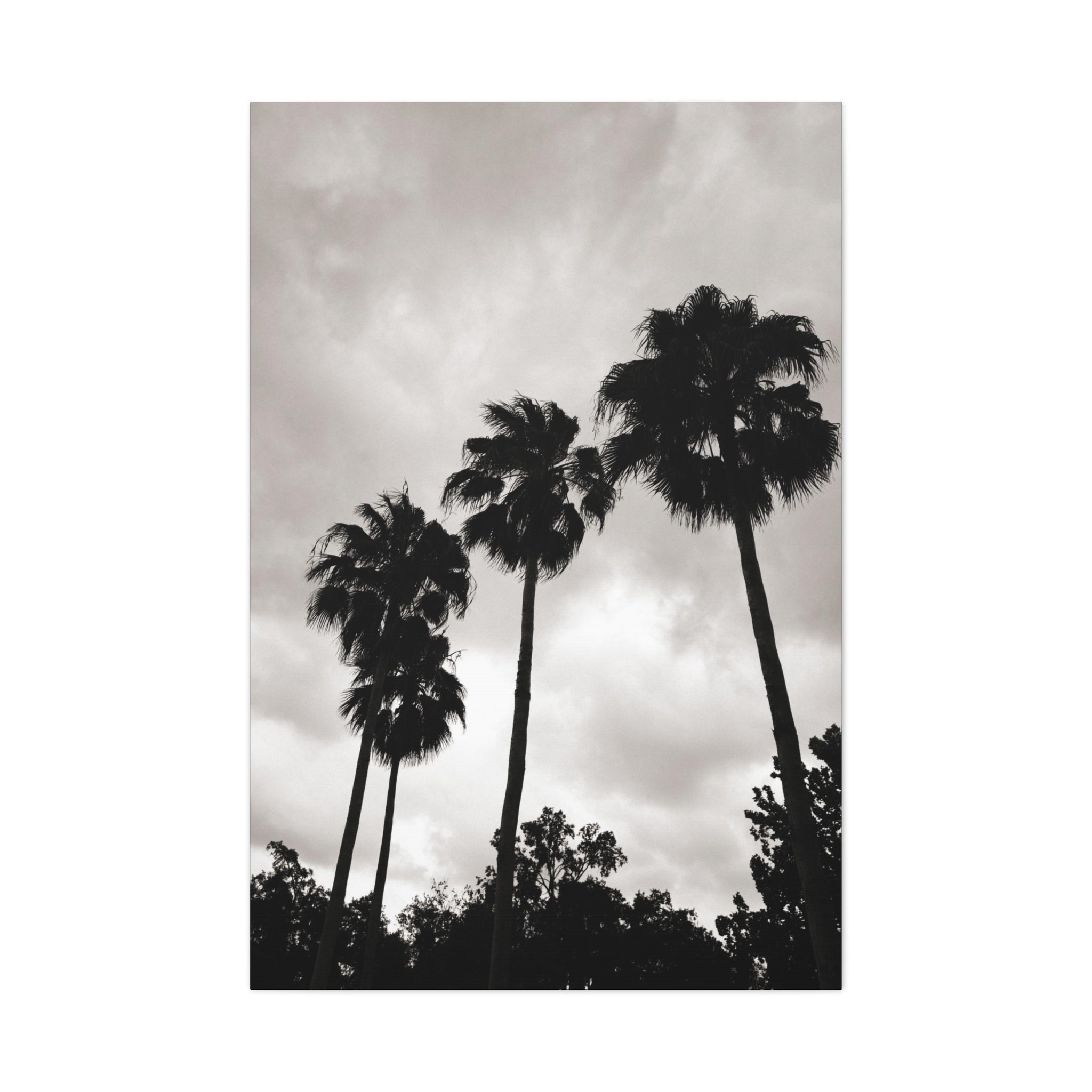 Tampa Palm Trees Canvas