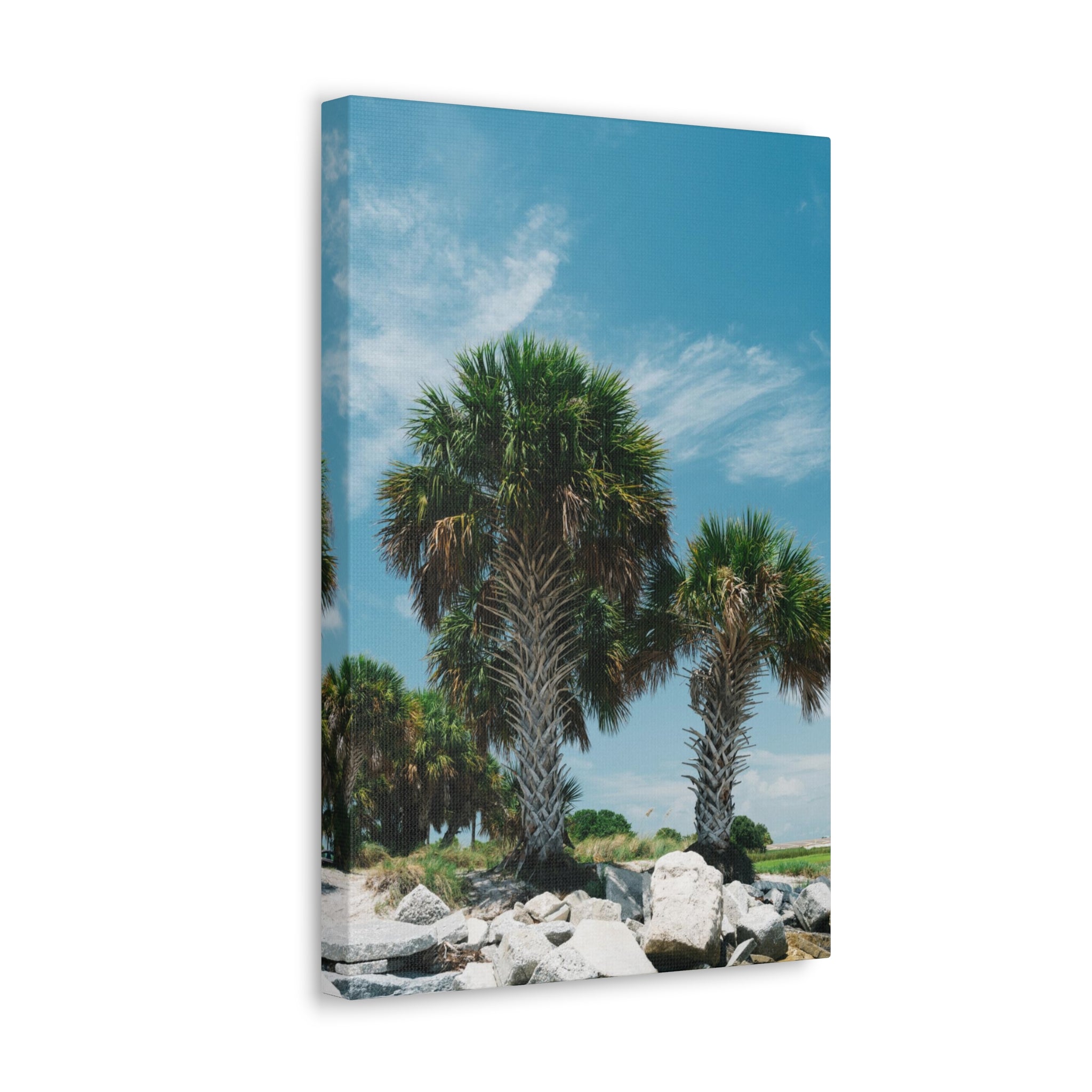 Tampa Palm Trees Canvas
