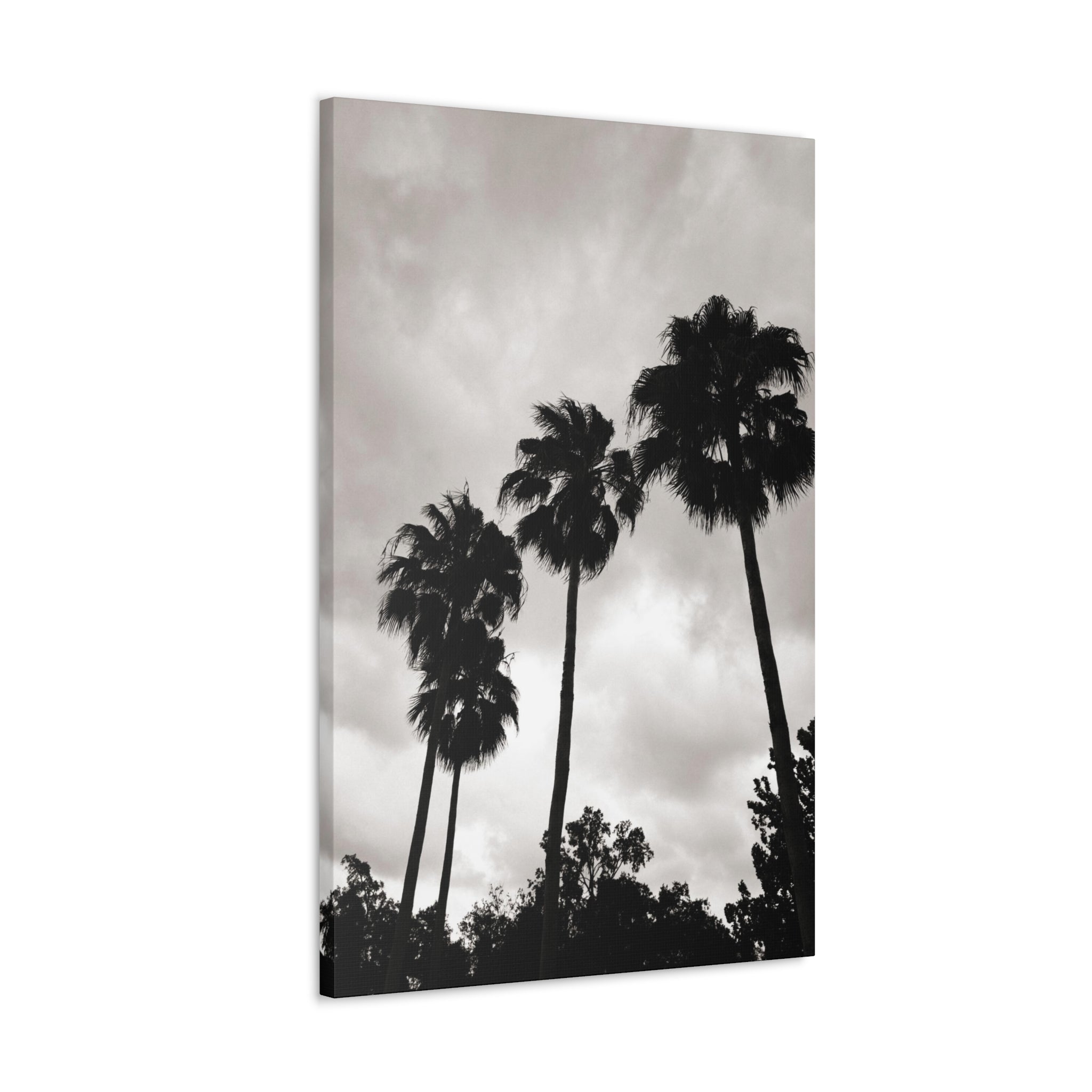 Tampa Palm Trees Canvas