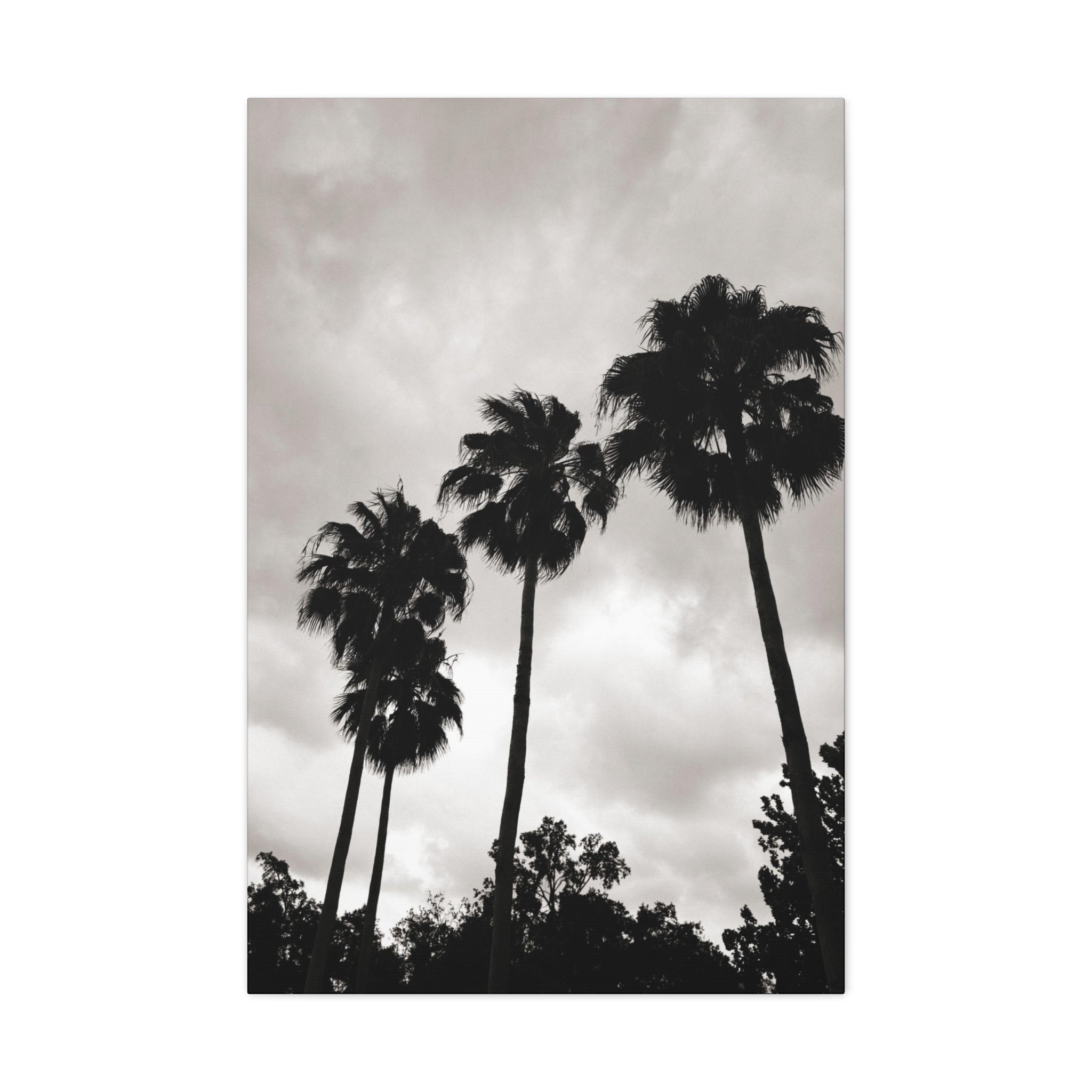 Tampa Palm Trees Canvas