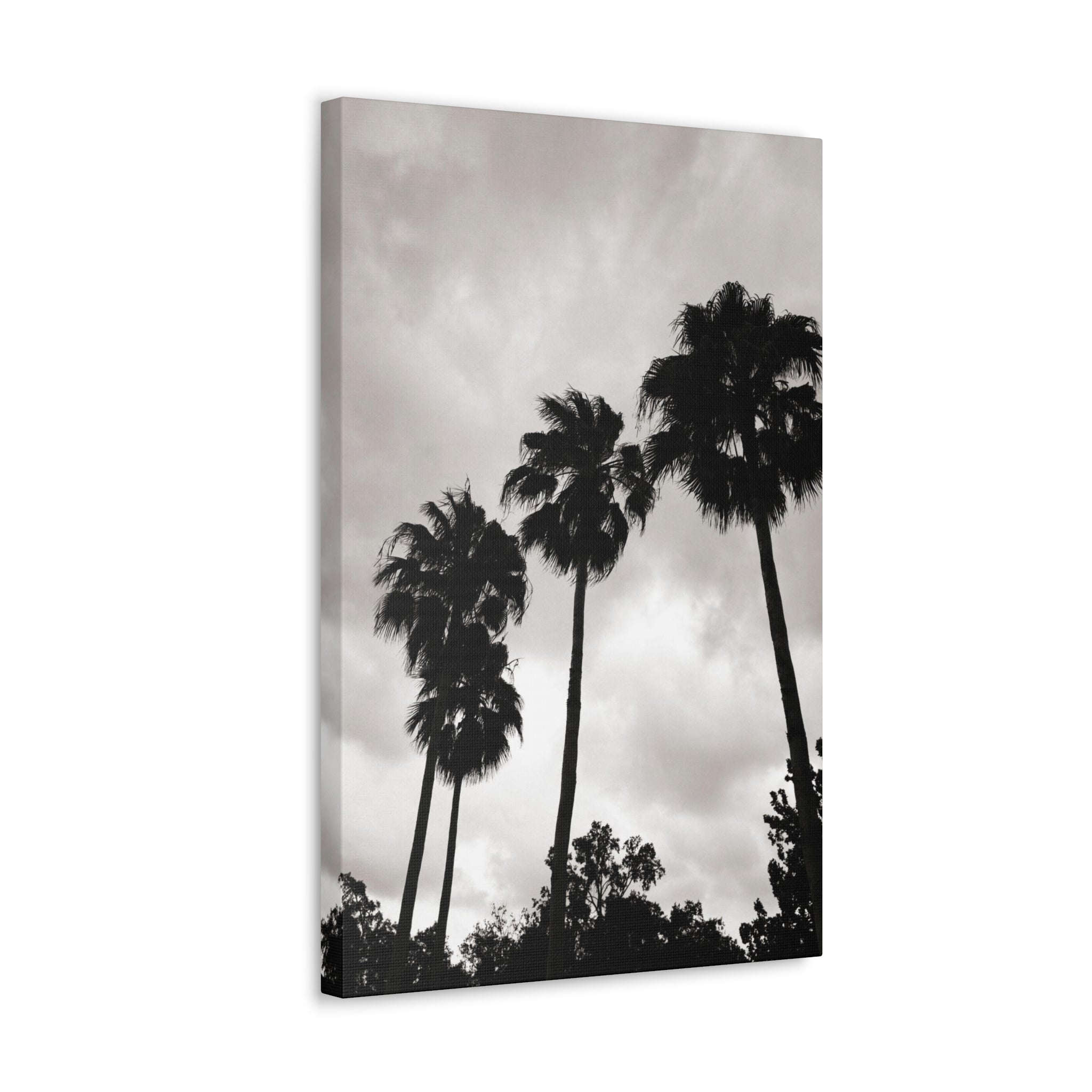 Tampa Palm Trees Canvas
