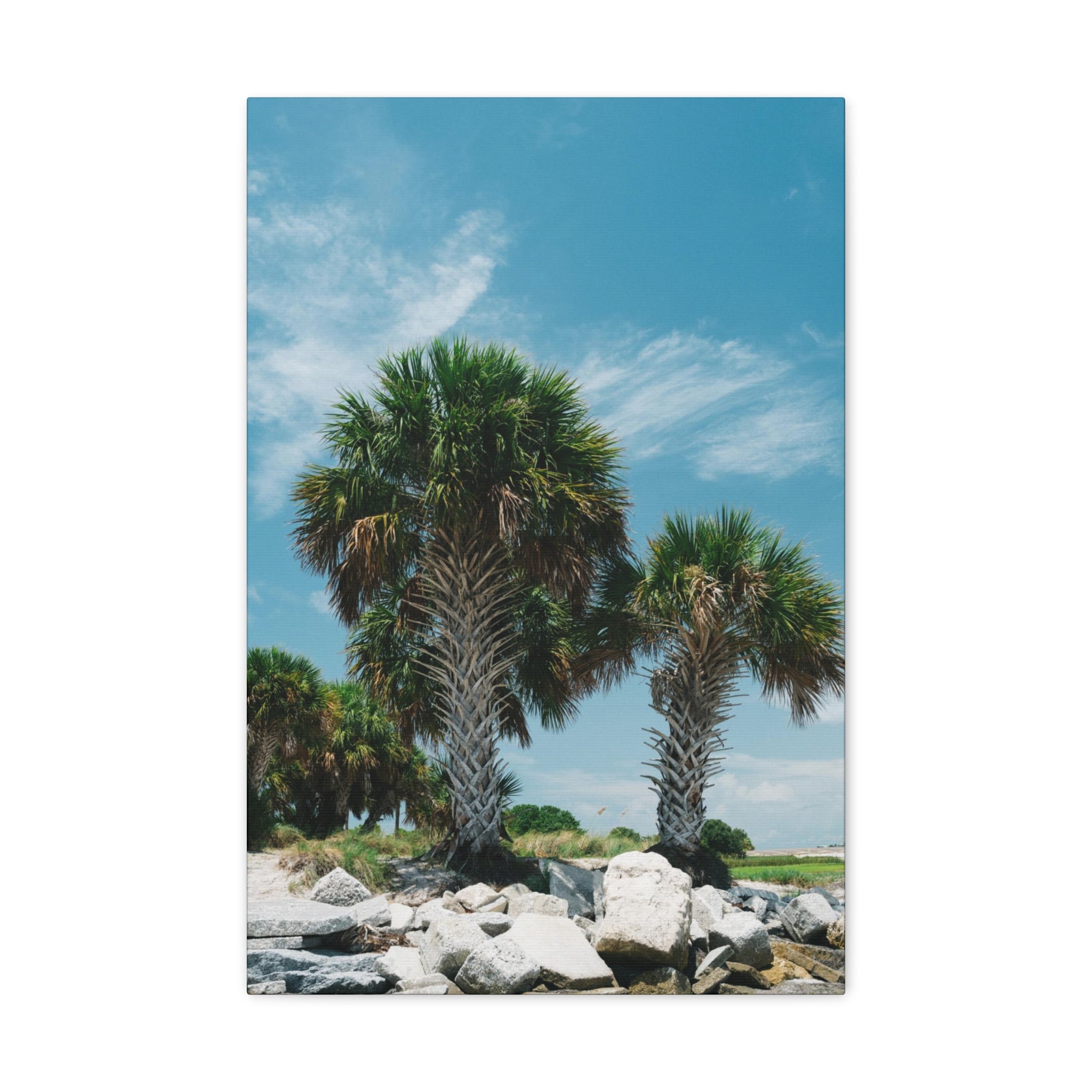 Tampa Palm Trees Canvas