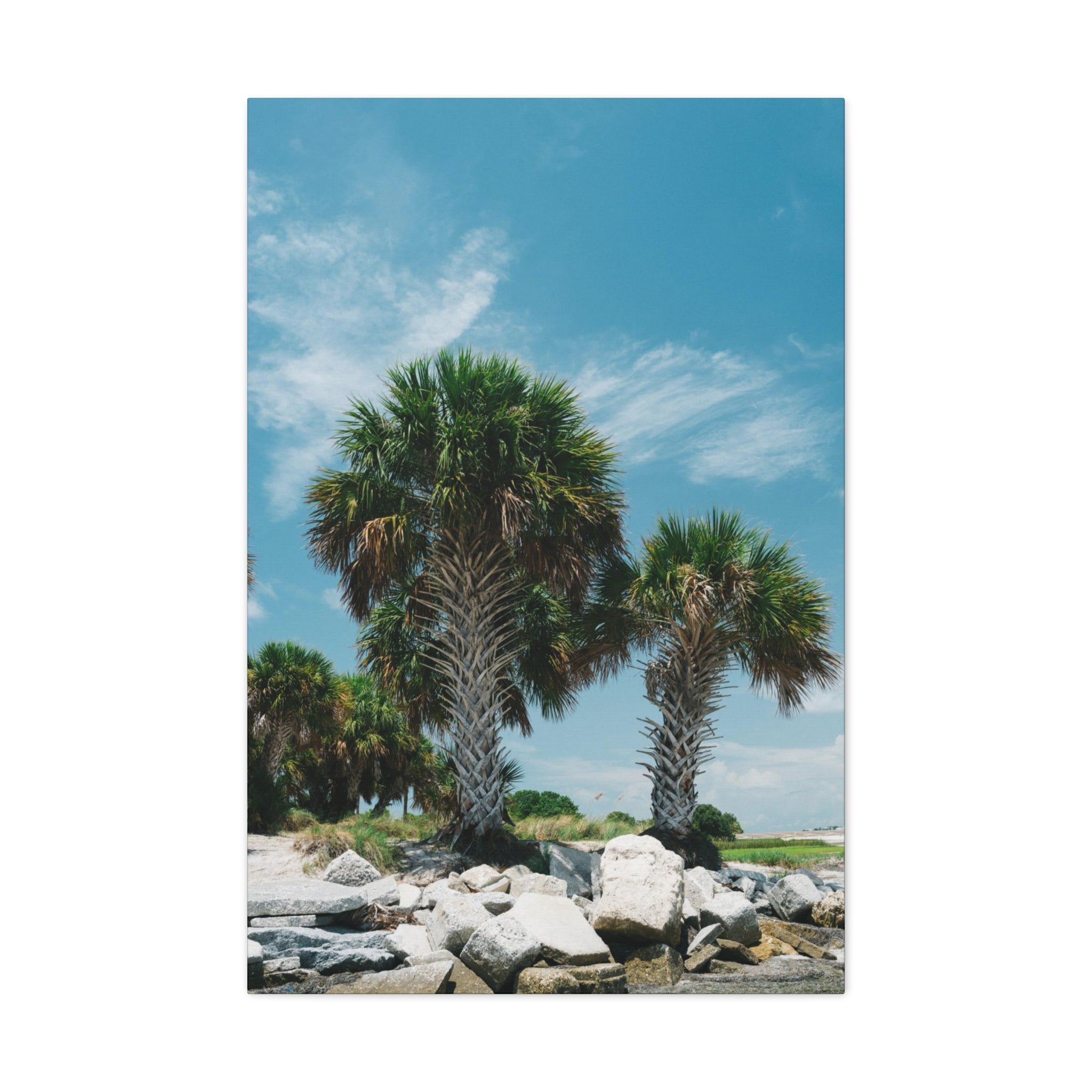 Tampa Palm Trees Canvas