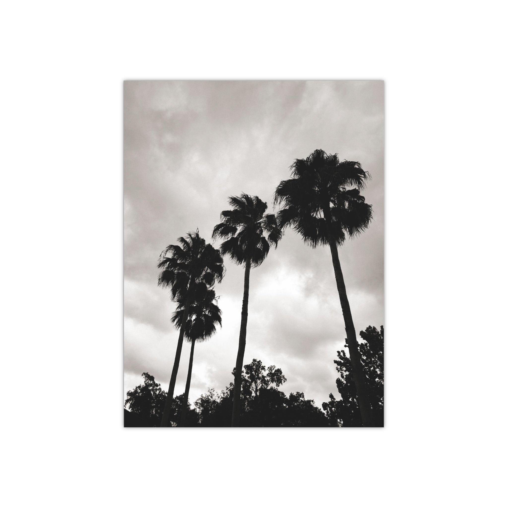 Tampa Palm Trees