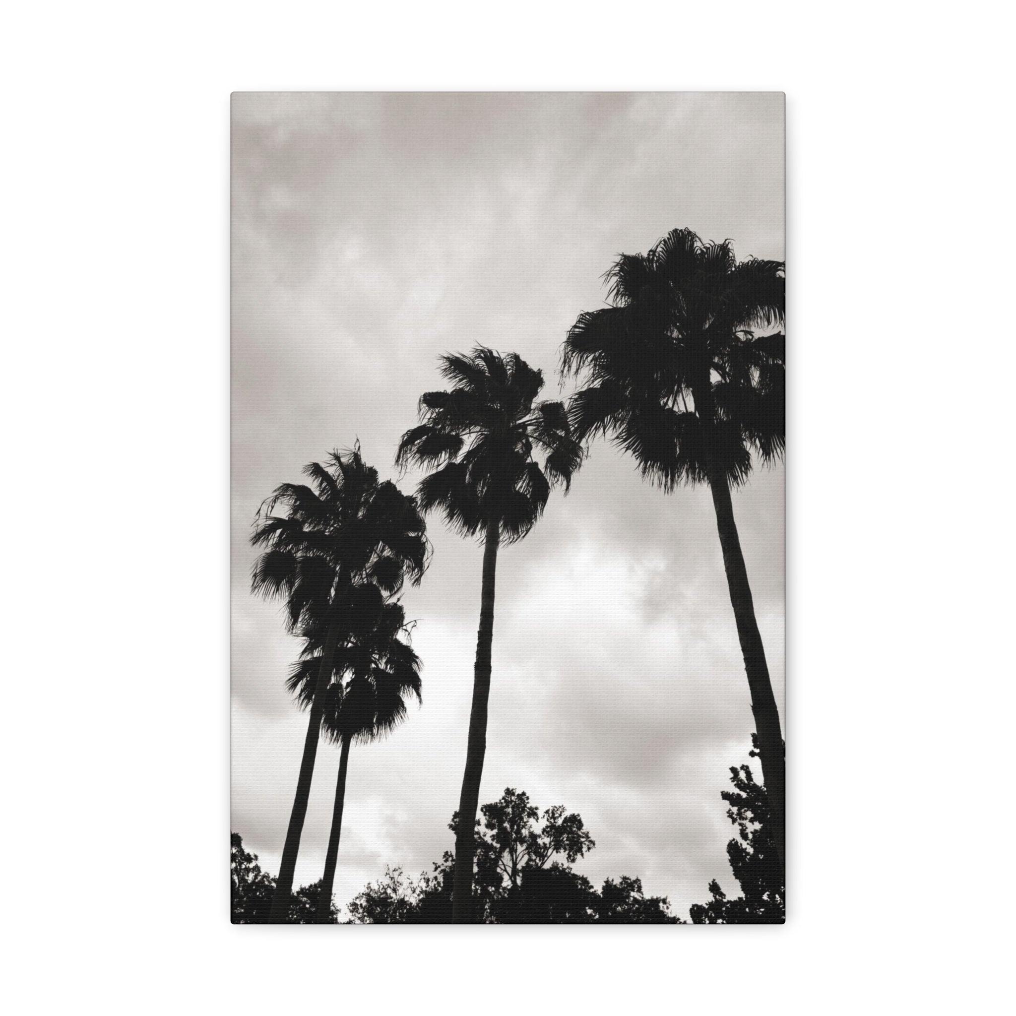 Tampa Palm Trees Canvas