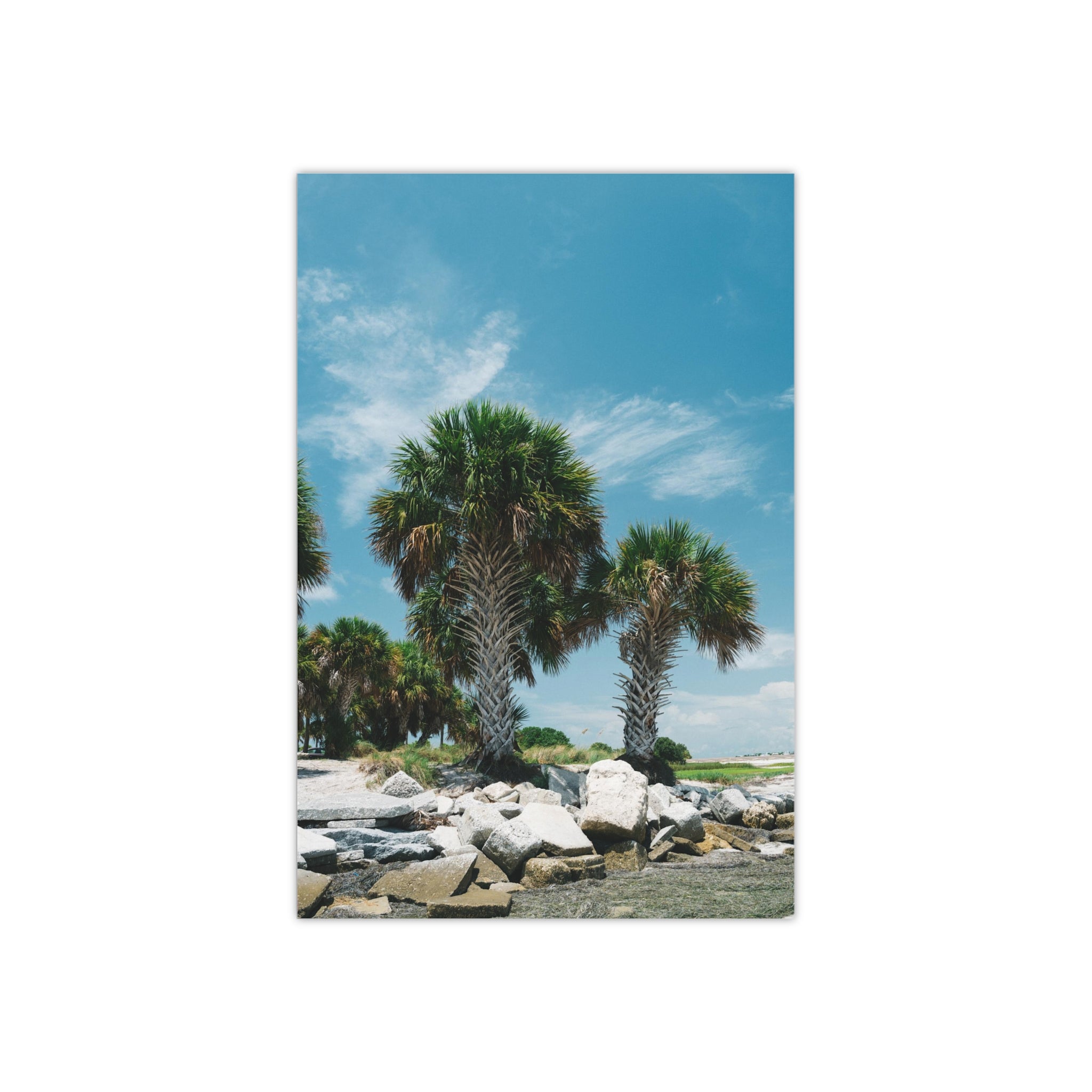 Tampa Palm Trees