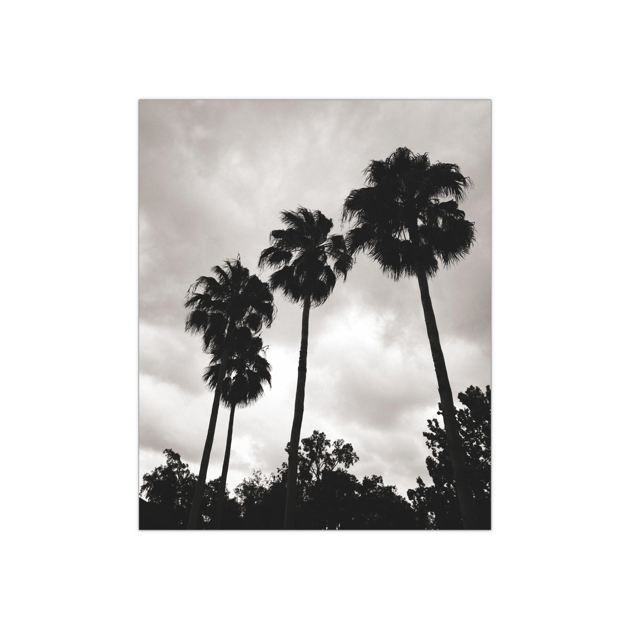 Tampa Palm Trees