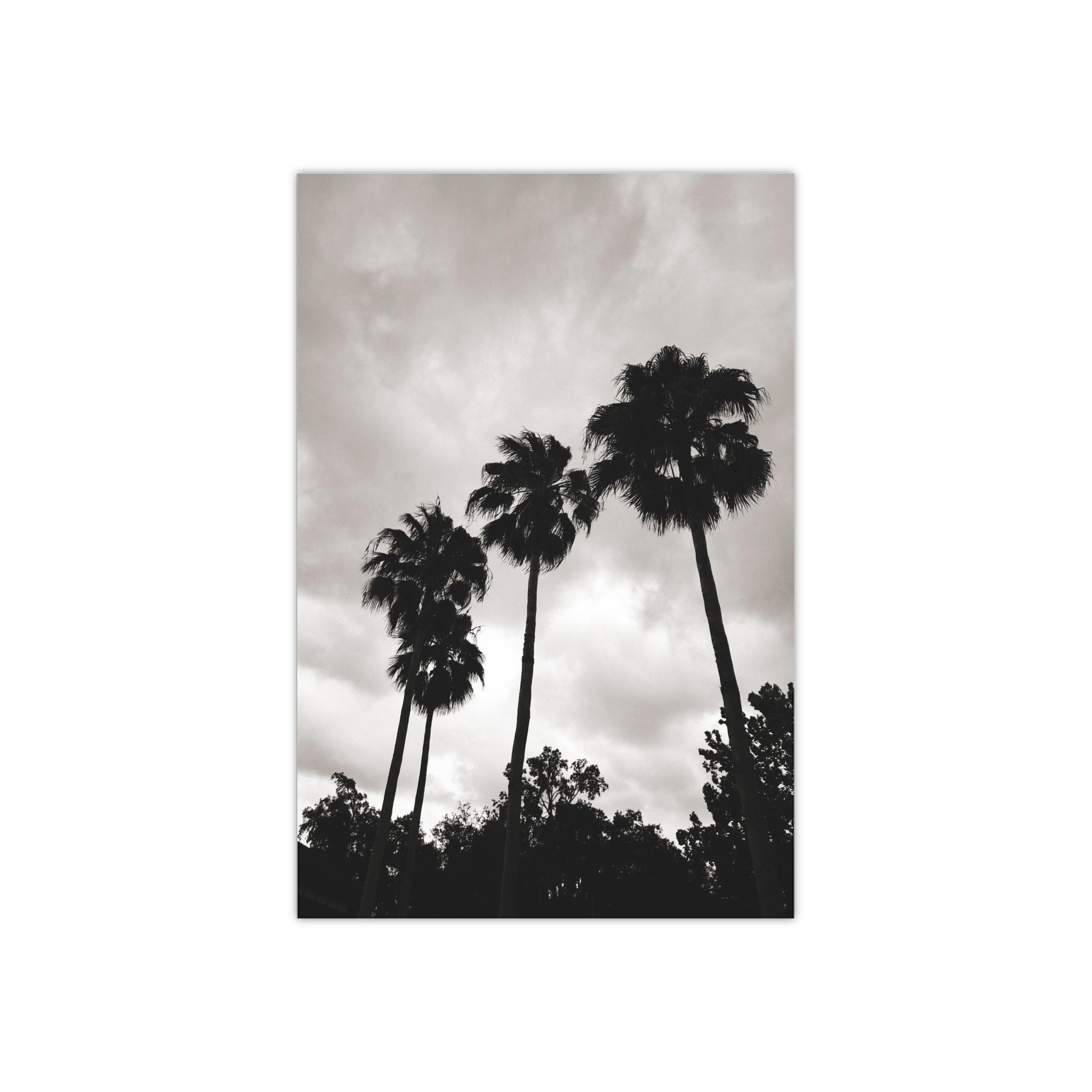 Tampa Palm Trees