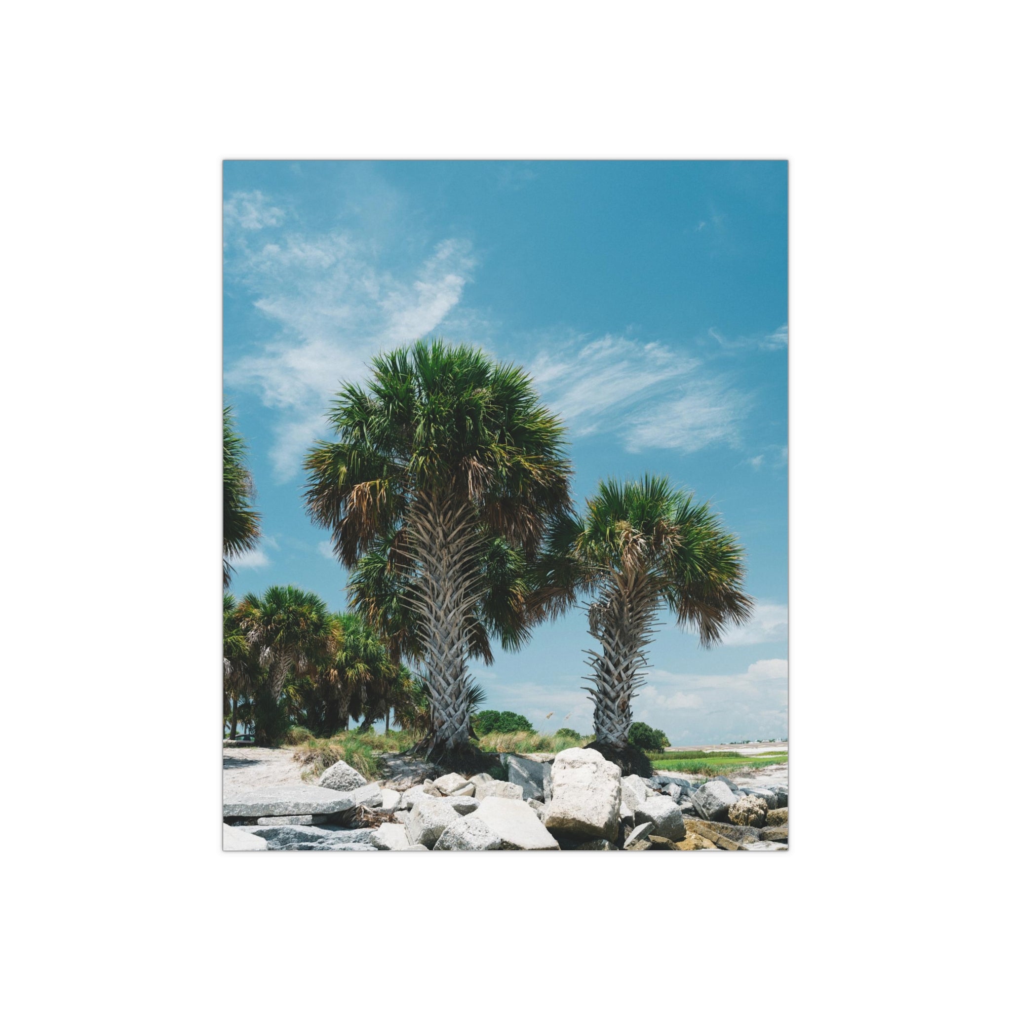 Tampa Palm Trees